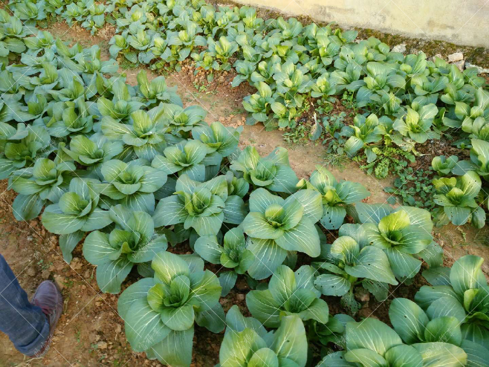 1557817340912843.jpg 微信圖片_20171113170436.jpg