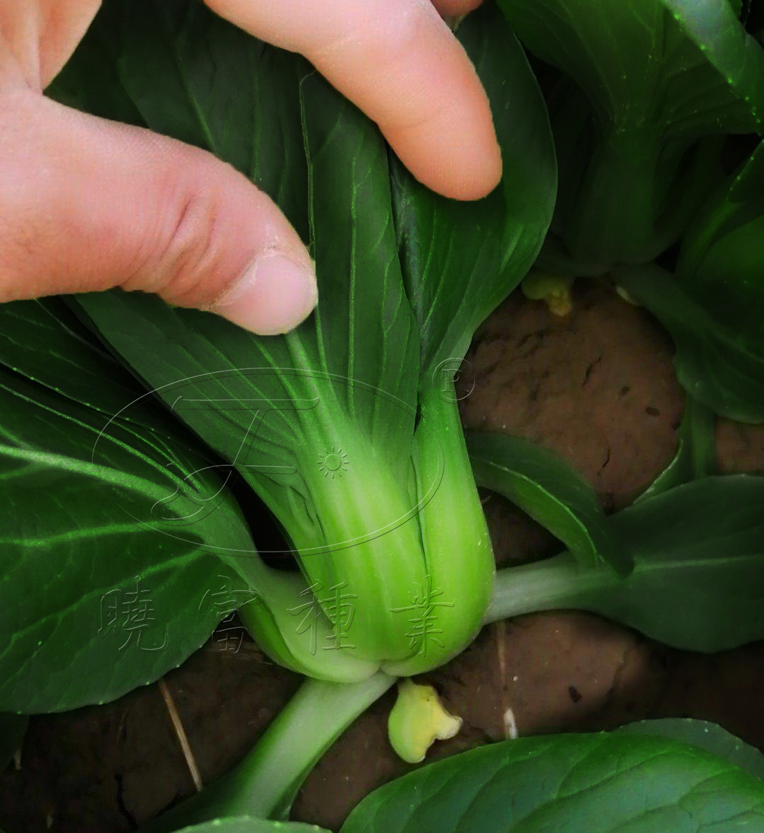 1600247095285324.jpg 04.jpg